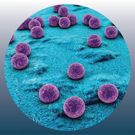 Staphylococcus